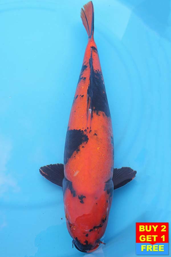 6091 Hi Utsuri 55cm £750