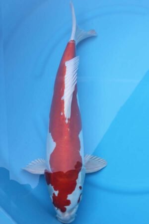 6092 Kikisui 56cm £775