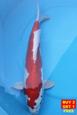 6092 Kikisui 56cm £775