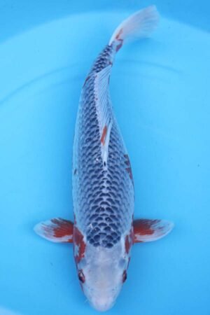 6093 Asagi 53cm £750