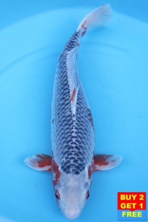 6093 Asagi 53cm £750