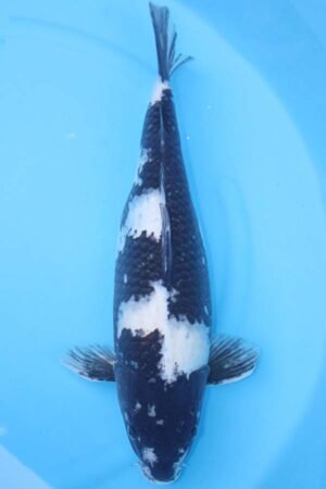 6094 Shiro Utsuri 52cm £650