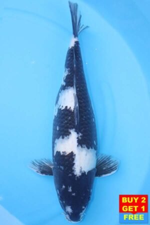 6094 Shiro Utsuri 52cm £650