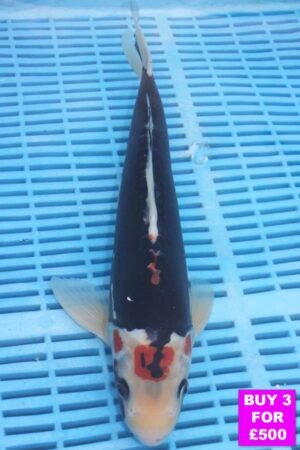 6096 Beni Kumonryu 12to14in £190