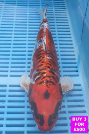 6097 Doitsu Kujaku 12to14in £190