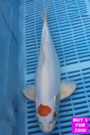 6098 Tancho Hariwake 12to14in £190