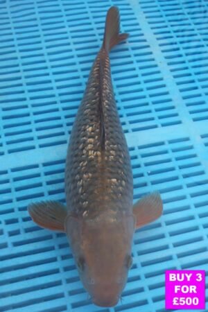 6099 Gin Rin Chagoi 12to14in £190