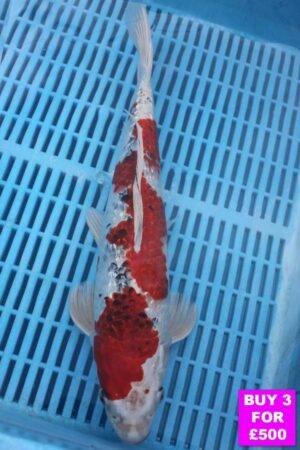 6100 Gin Rin Yamatonishki 12to14in £190