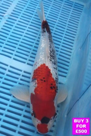 6101 Gin Rin Goshki 12to14in £190