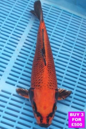 6103 Matsuba 12to14in £190