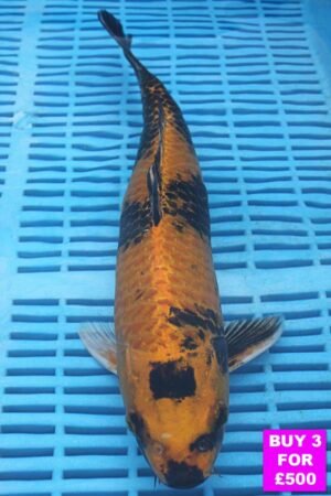 6104 Kin Ki Utsuri 12to14in £190