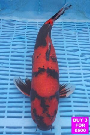 6105 Hi Utsuri 12to14in £190