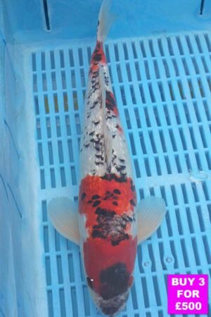 6106 Gin Rin Goshki 12to14in £190