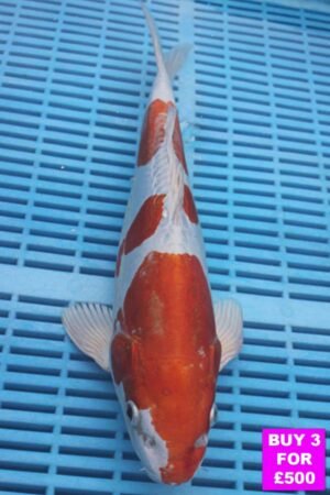 6107 Kikisui 12to14in £190