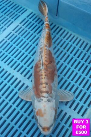 6108 Doitsu Kujaku 12to14in £190