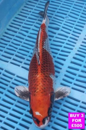 6111 Kujaku 12to14in £190