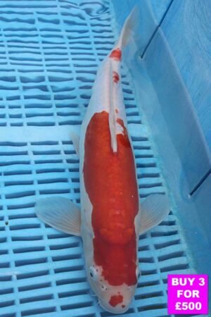 6113 Doitsu Kohaku 12to14in £190