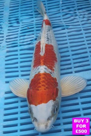 6114 Yamatonishki 12to14in £190