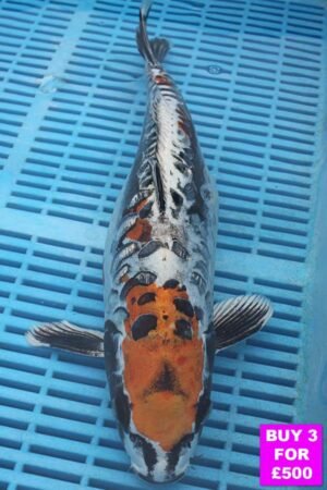 6115 Kikokuryu 12to14in £190