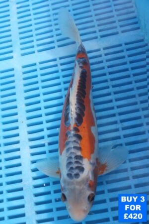 6116 Shusui 10to12in £160