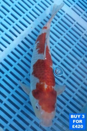 6117 Ochiba 10to12in £160