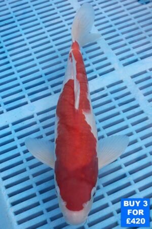 6118 Kohaku 10to12in £160