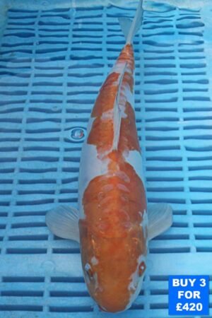 6119 Doitsu Ochiba 10to12in £160