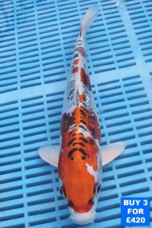 6120 Kujaku 10to12in £160