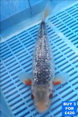 6121 Gin Rin Assagi 10to12in £160