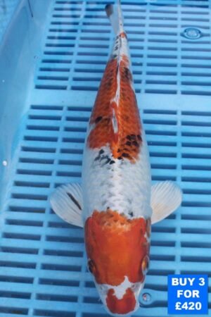 6123 Yamatonishki 10to12in £160