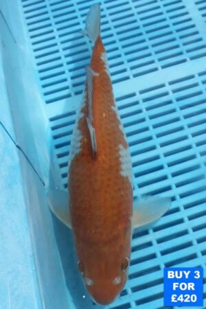 6125 Ochiba 10to12in £160