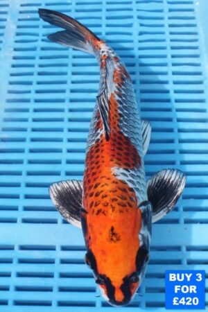 6126 Kujaku 10to12in £160