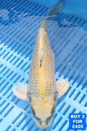 6127 Matsuba 10to12in £160