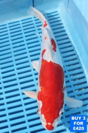 6128 Kikisui 10to12in £160