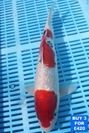 6130 Sanke 10to12in £160