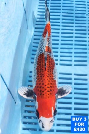 6131 Kujaku 10to12in £160