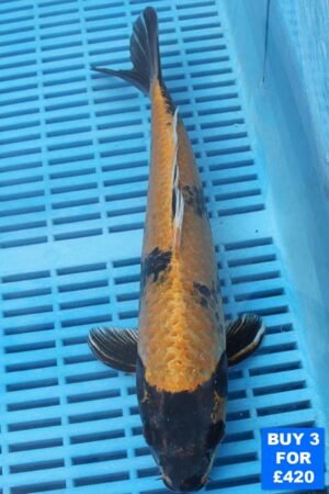 6132 Ki Utsuri 10to12in £160