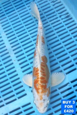 6133 Doitsu Hariwake 10to12in £160