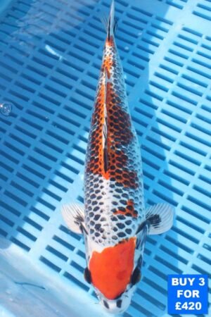 6134 Kujaku 10to12in £160