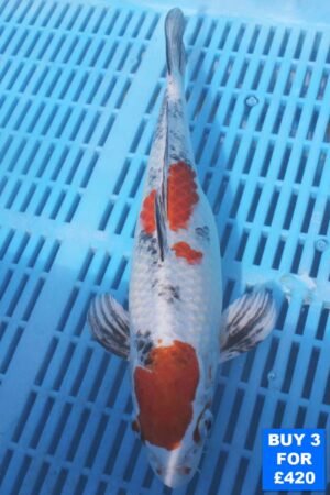 6135 Yamatonishki 10to12in £160