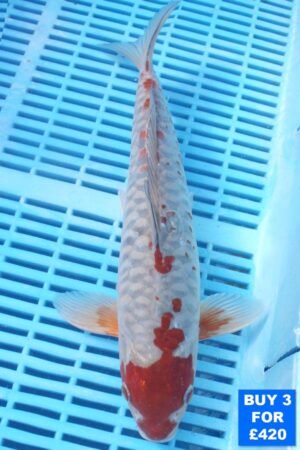 6136 Doitsu Ochiba 10to12in £160