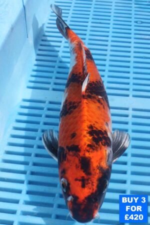 6137 Showa  10to12in £160