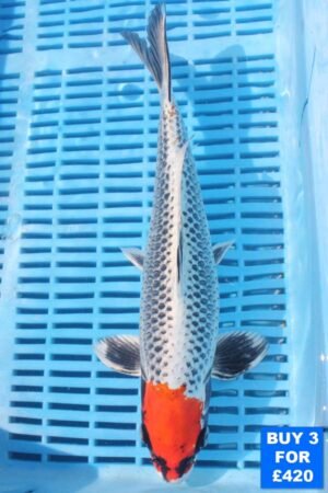 6138 Tancho Kujaku 10to12in £160