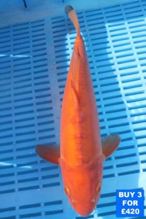 6139 Doitsu Chagoi 10to12in £160