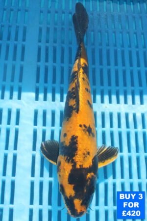 6140 Kin Ki Utsuri 10to12in £160