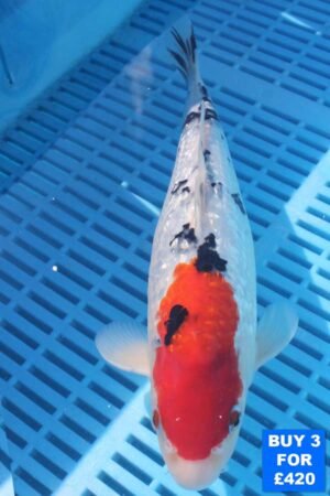 6141 Gin Rin Sanke 10to12in £160