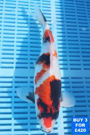 6142 Showa  10to12in £160