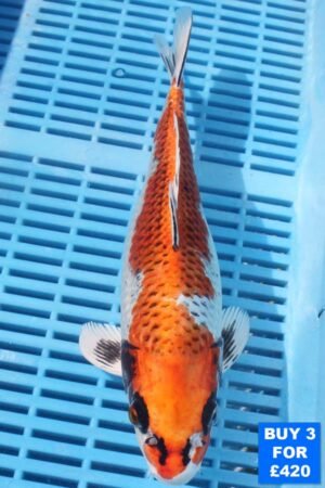 6143 Kujaku 10to12in £160