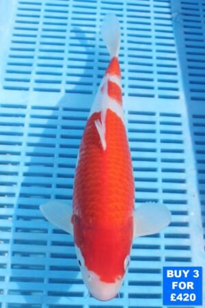 6144 Kohaku 10to12in £160