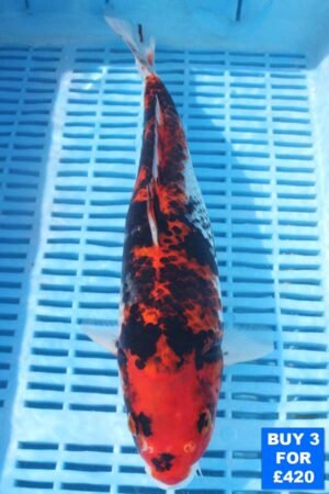 test koi do not purchase